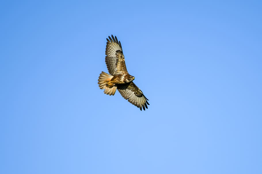 common buzzard, bird, beak, predator, nature, fauna, wings, flying, floating, blue sky