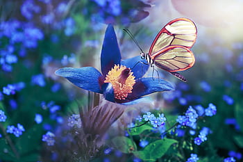 Butterfly Flowers Wing Blue Colorful Spring Flower Flowering Plant Beauty In Nature Animal Wildlife Pxfuel