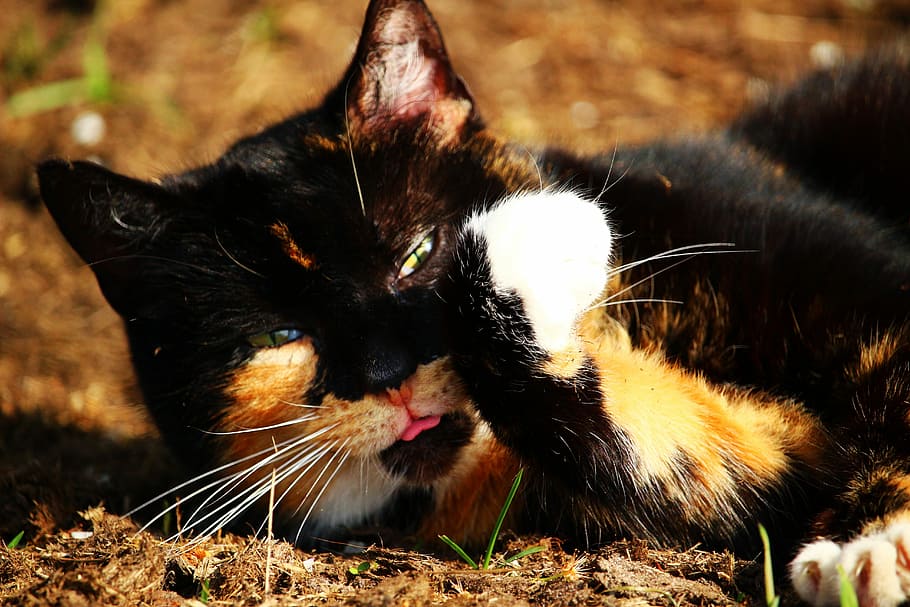 子猫 ラッキーキャット 猫 みえず 三色 太陽 きれい 足 ひげ 飼い猫 Pxfuel