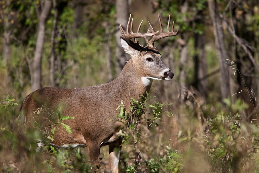 brown, white, deer, surrounded, trees, white tail deer, portrait, wildlife, wild, buck