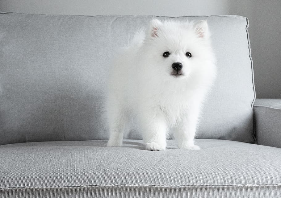 日本語, ヒント, 子犬, 犬, かわいい, 白, 毛皮, 1匹の動物, 家畜, ペット