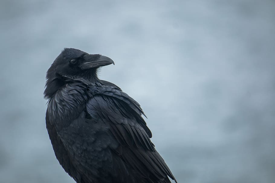 raven, bird, close up, animal, wildlife, feathers, moody, gloomy, dark, nature