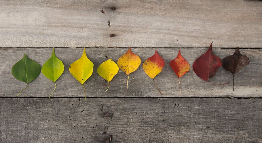 green, yellow, red, maroon, brown, leaves, time lapse shot, time lapse, shot, autumn