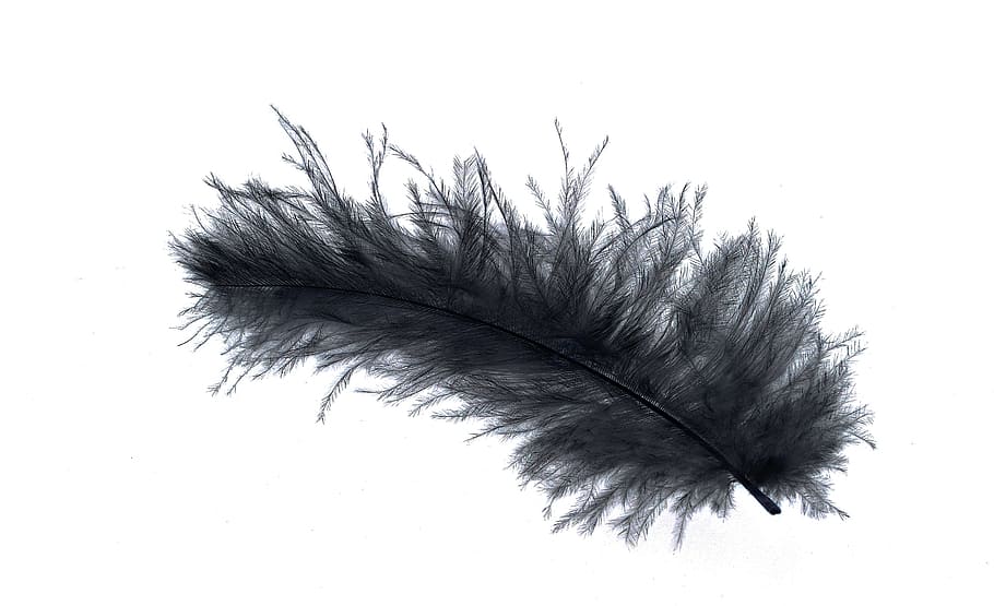 black feather, feather, down feather, bird feather, slightly, airy, tender, black, still life, close-up