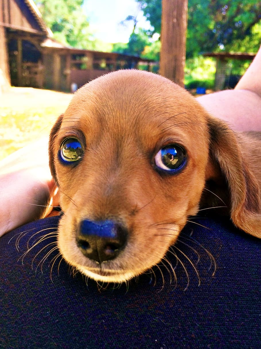 puppy, dachshund, big eyes, animal, sweet, dog, canine, pets, one animal, domestic