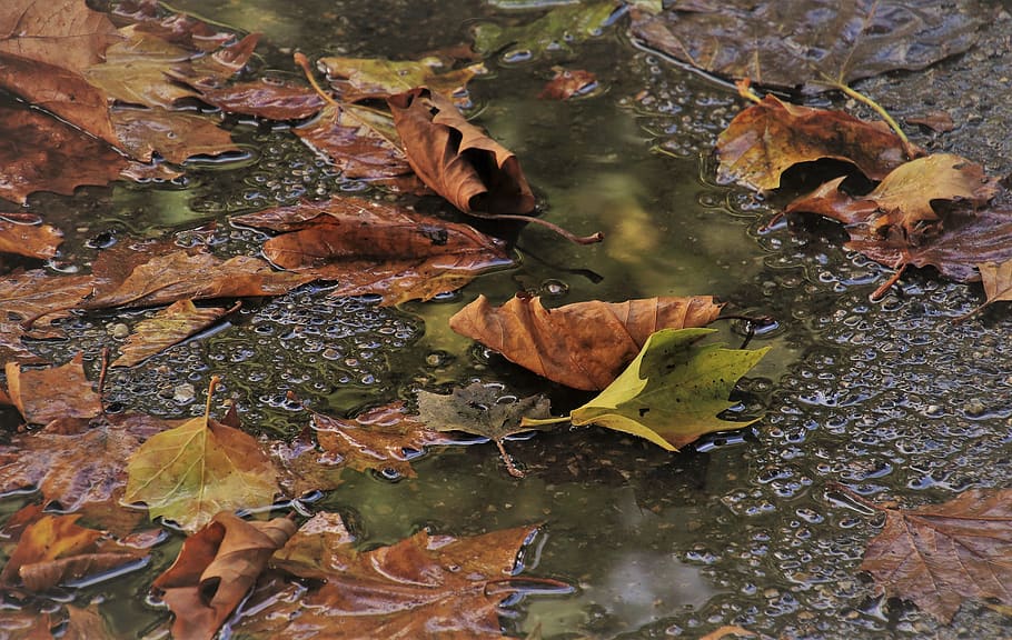 pool, wet, autumn leaves, autumn, in the rain, hdr, glow, www, collapse, nostalgia