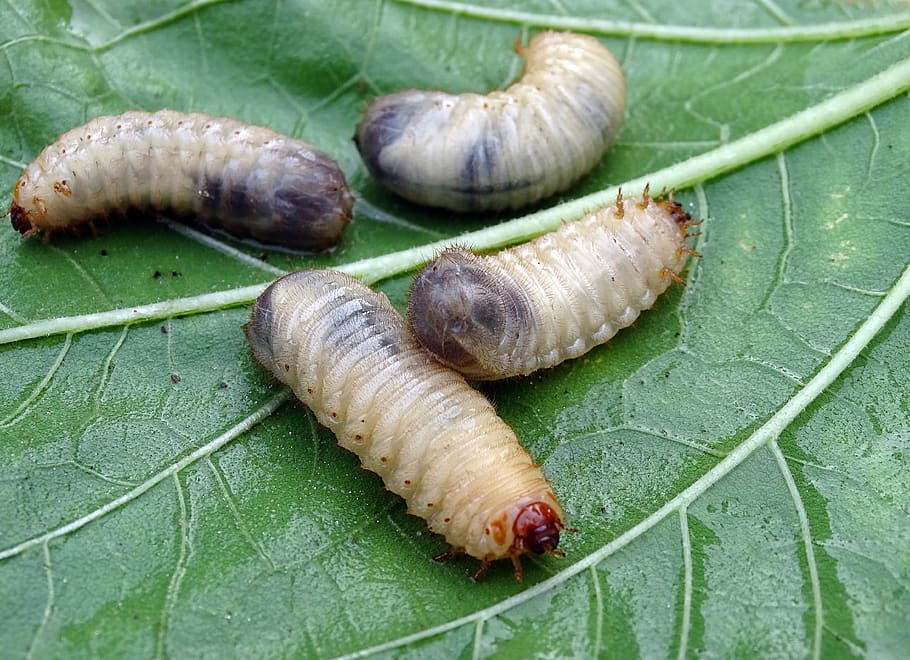 larvas blancas, larvas, larvas de escarabajo, pulgón, escarabajo rosa, chafer, plaga, compost, larvas de abejorro, escarabajo