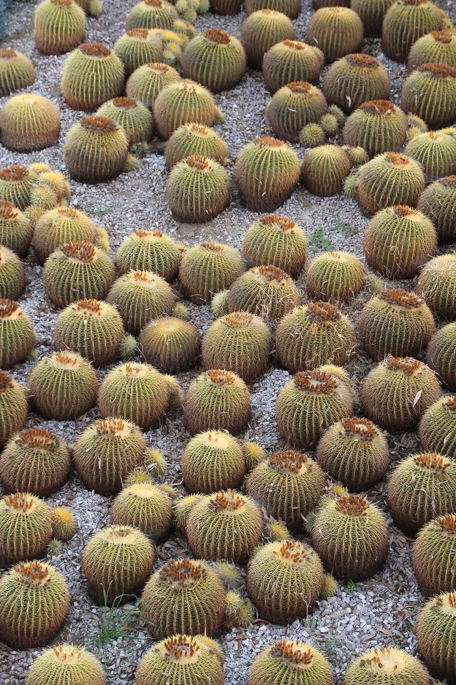 Cactus, California, Plantas, desierto, natural, seco, suroeste, salvaje, flora, suculenta