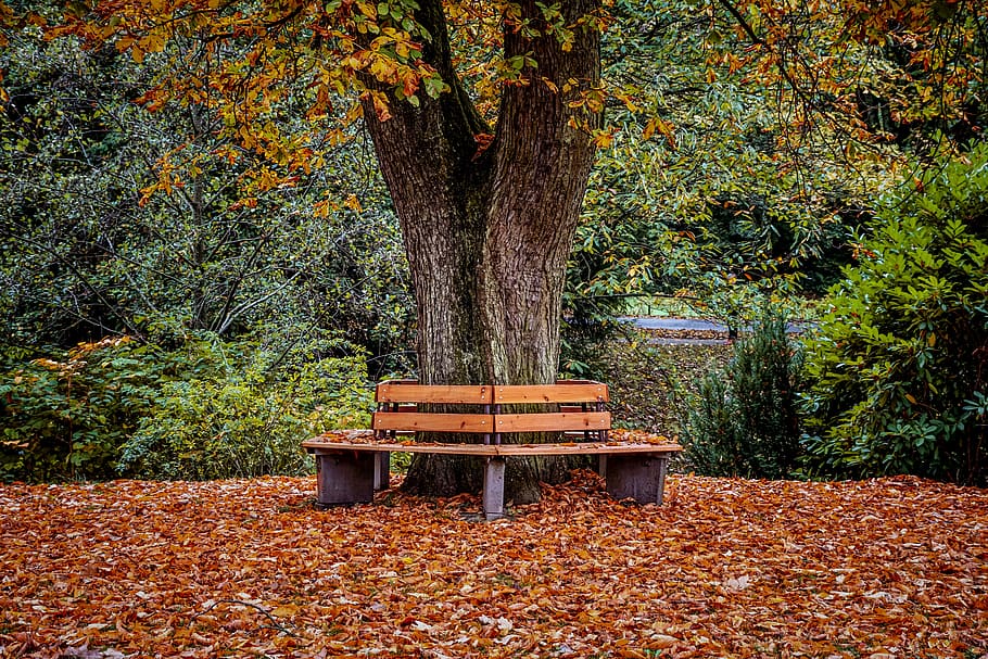 park, bank, park bench, eventide, enjoy, rest, musing, landscape, autumn, chestnut tree