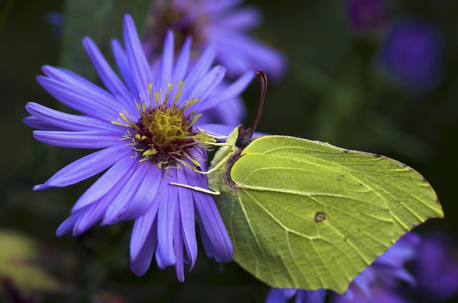 gonepteryx rhamni, butterfly, autumn, yellow, green, asters, insect, herbstaster, garden, flower