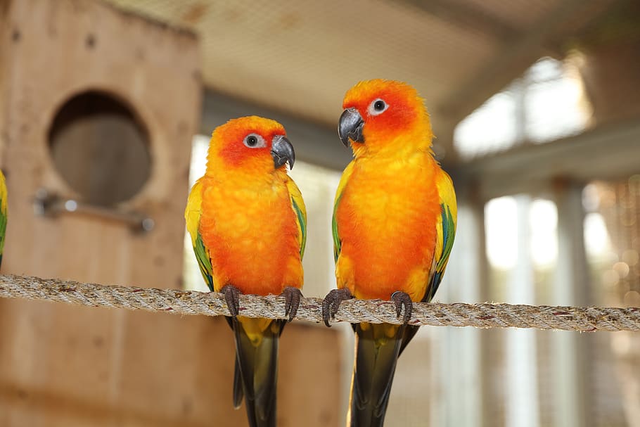 periquito verde amarelo, periquito raro, periquito bonito, papagaio, papagaio bonito, papagaio verde bonito, arara selvagem, 2 papagaios pequenos bonitos, 2 pequenos papagaios em pé na corda, casal de papagaio pequeno bonito