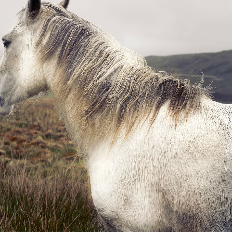 close, photography, white, horse, grass, animal, outdoor, pet, animal themes, one animal