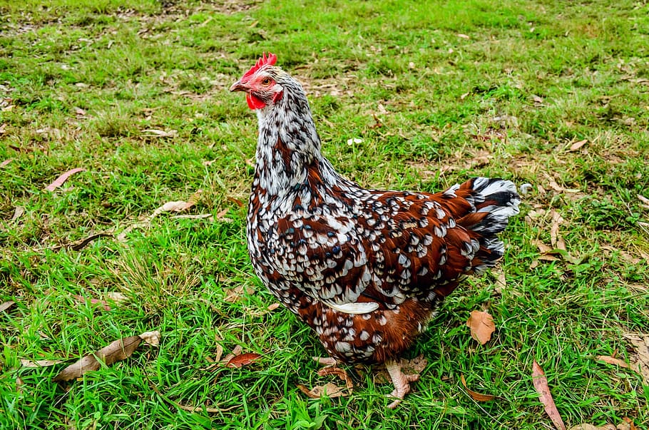 white, brown, chicken, grass lawn, daytime, fowl, hen, farm, bird, poultry