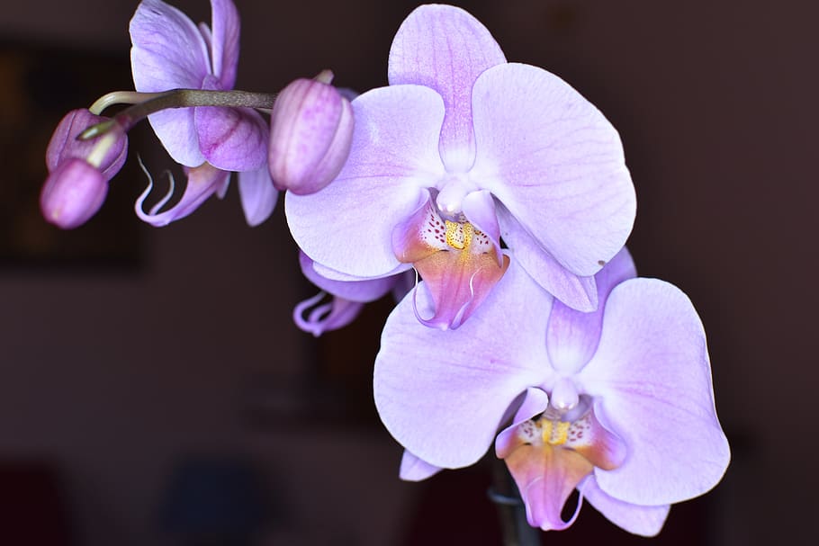 orchids, flowers, orchid, flower, plant, nature, exotic, bloom, flora, tropical