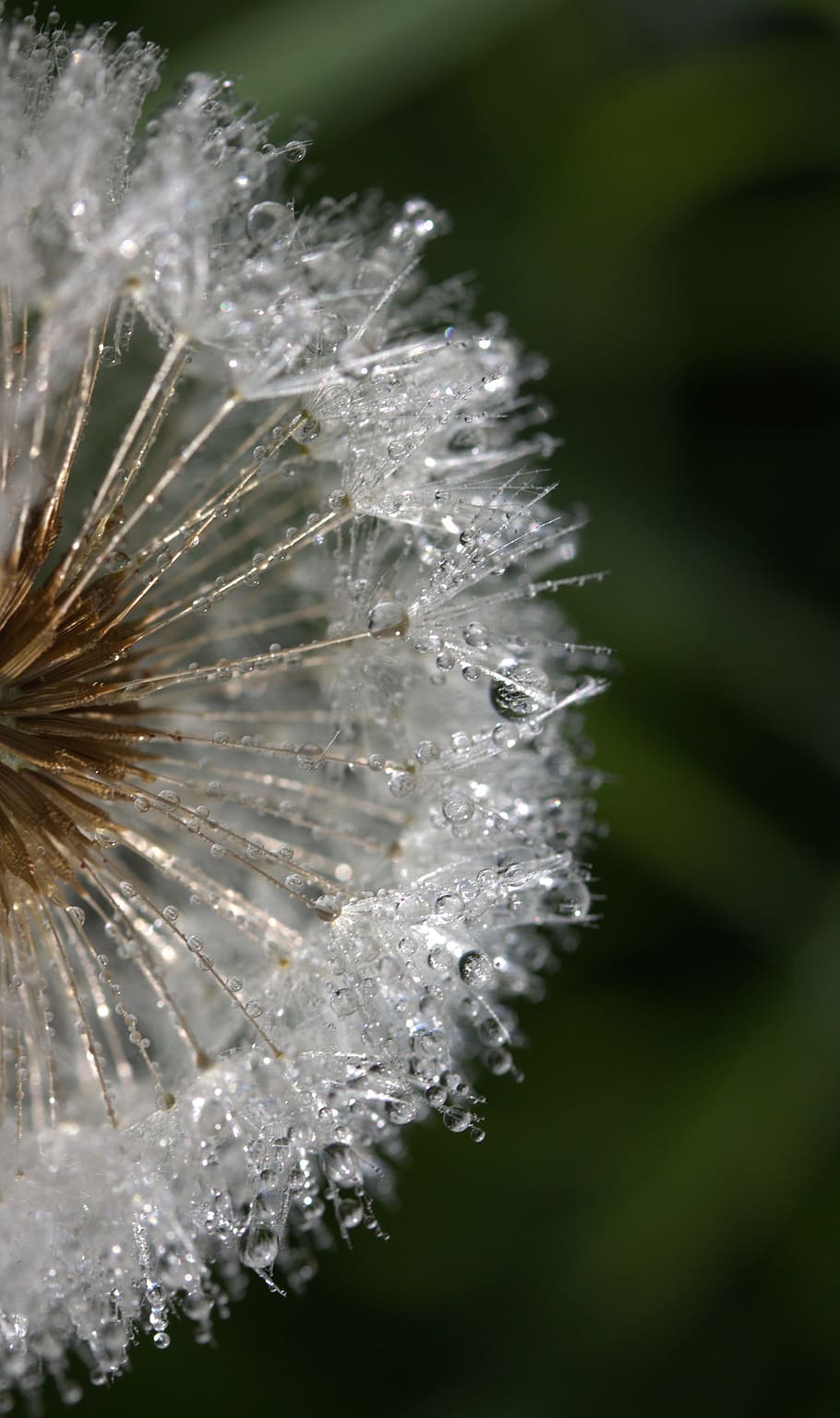 Dandelion, Drops, Dew, Plant, Wet, nature, close-up, beauty in nature, fragility, flower
