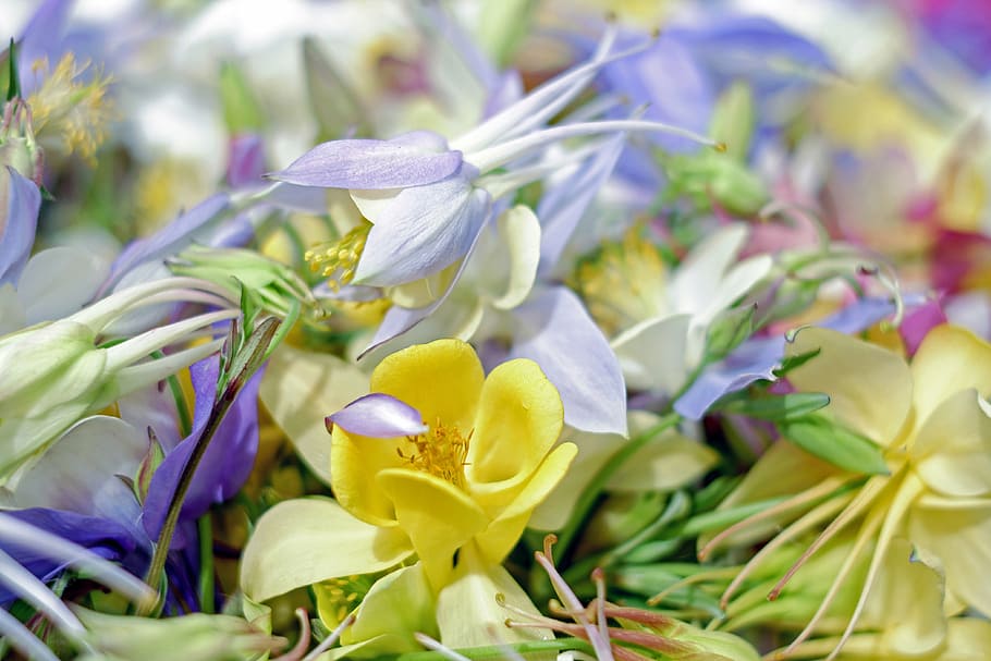 amarillo, púrpura, flores de pétalos, aguileña, flores silvestres, floración, colorido, multicolor, vivo, iridiscente