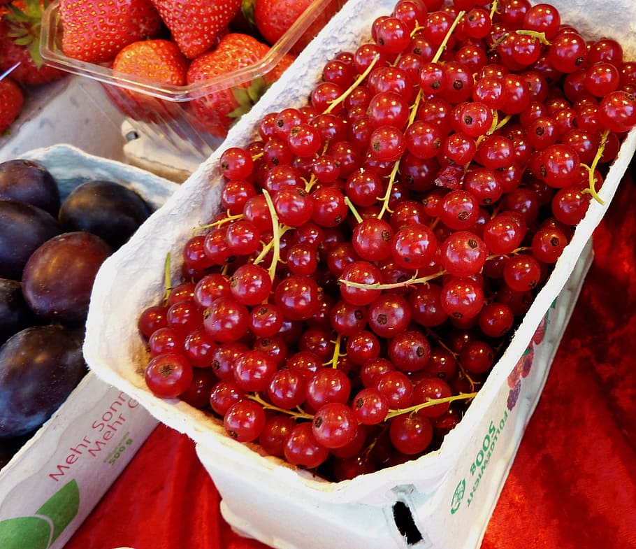 건포도, 딸기, 붉은 건포도, 과일, 정원 건포도, 빨강, 부드러운 과일, 갈비뼈 rubrum, 구스베리 온실, 음식과 음료