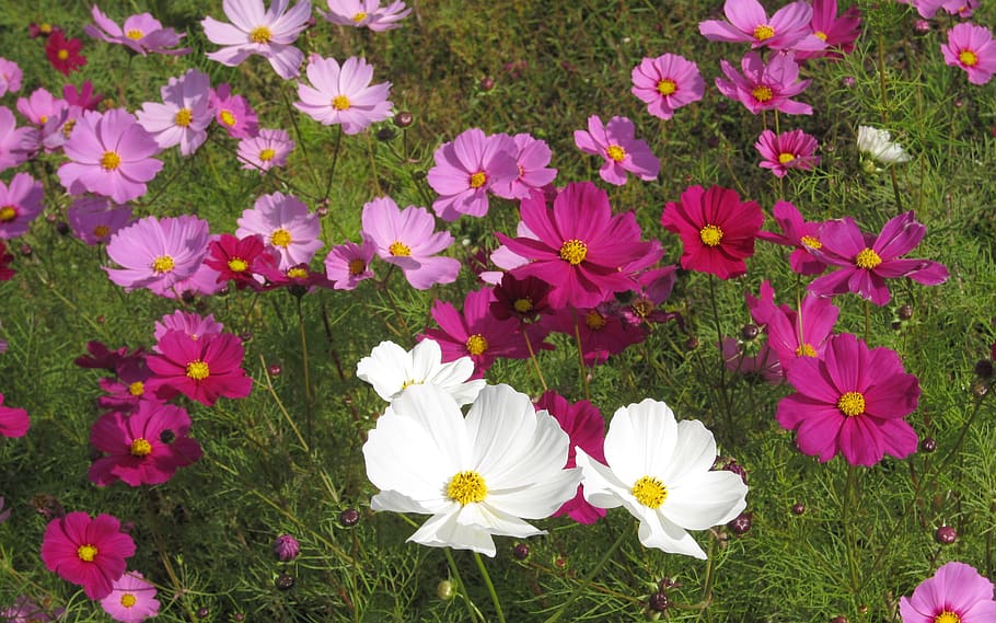 flowers, cosmos, autumn cherry, pink, flower garden, flowering plant, flower, fragility, plant, freshness