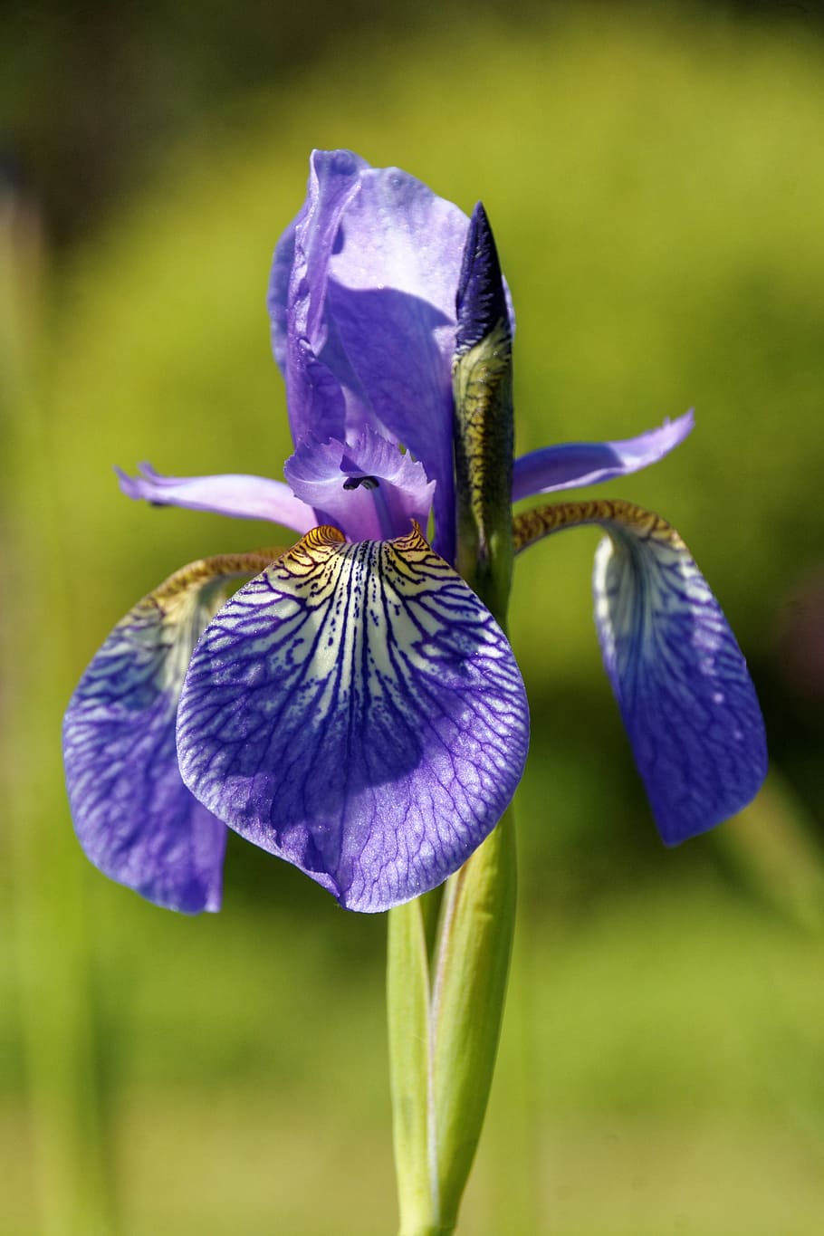 iris, flor, florecer, cerrar, planta, lirio, azul, violeta, planta  floreciendo, púrpura | Pxfuel