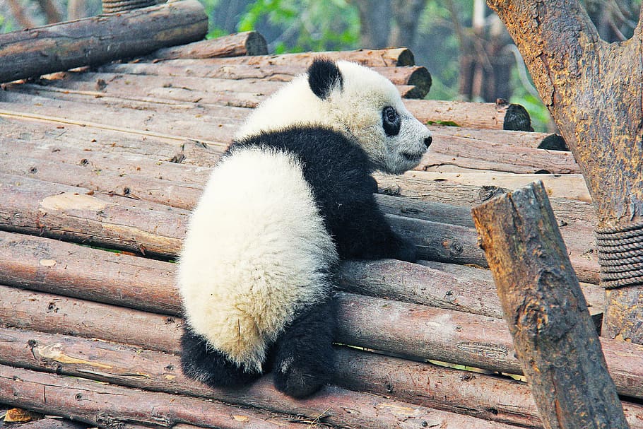 bebé panda, escalada, troncos de árboles brwon, blanco y negro, adorable, animal nacional, panda, base de investigación, animal, oso