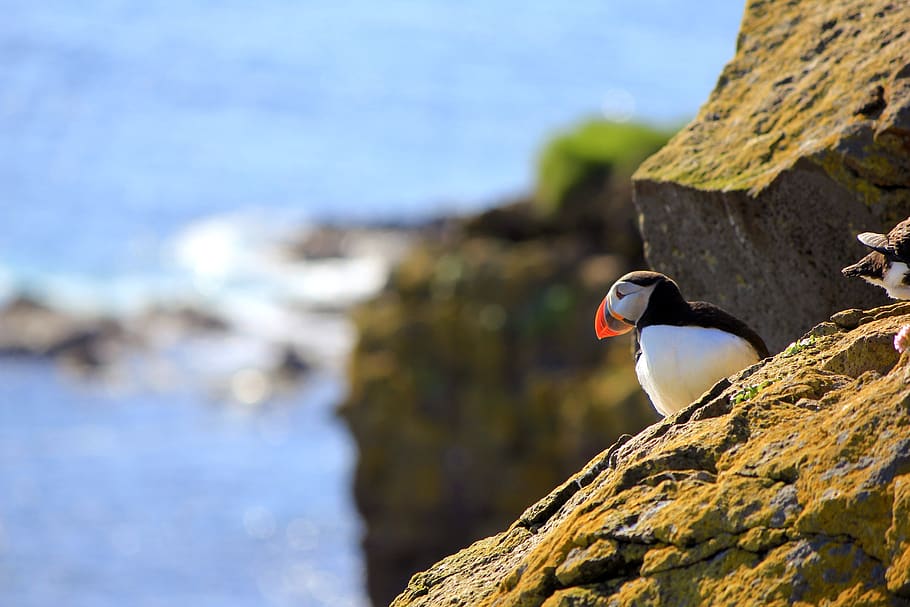 nature, body of water, outdoor, bird, roche, puffin, cliff, iceland, animal themes, animal