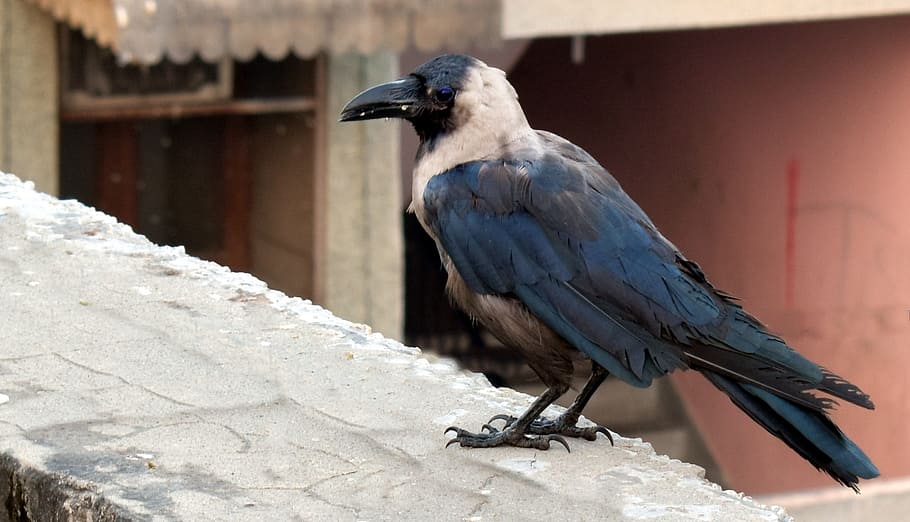 house crow, grey-necked, corvus, roof top, bird, animal themes, animal, animal wildlife, animals in the wild, one animal