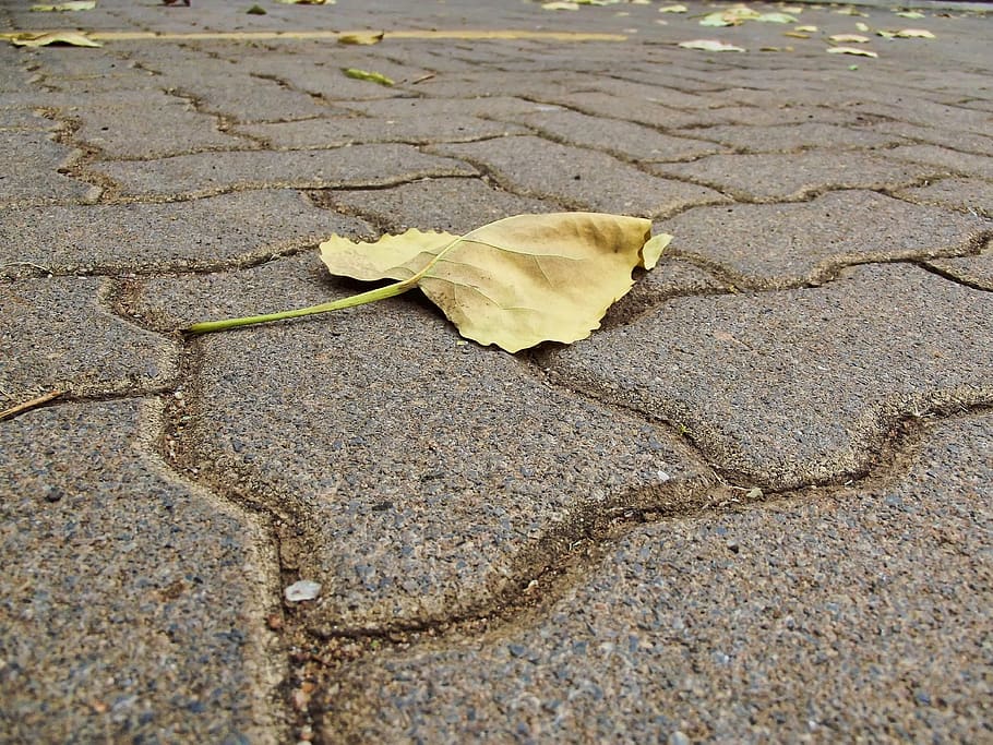 paving, pavement, leaf, autumn, foliage, hartbeespoort, south africa, walkway, plant part, nature