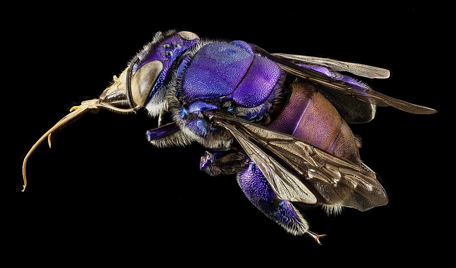 purple, brown, fly, bee, orchid bee, native bee, iridescent, beauty, multi-colored, south america