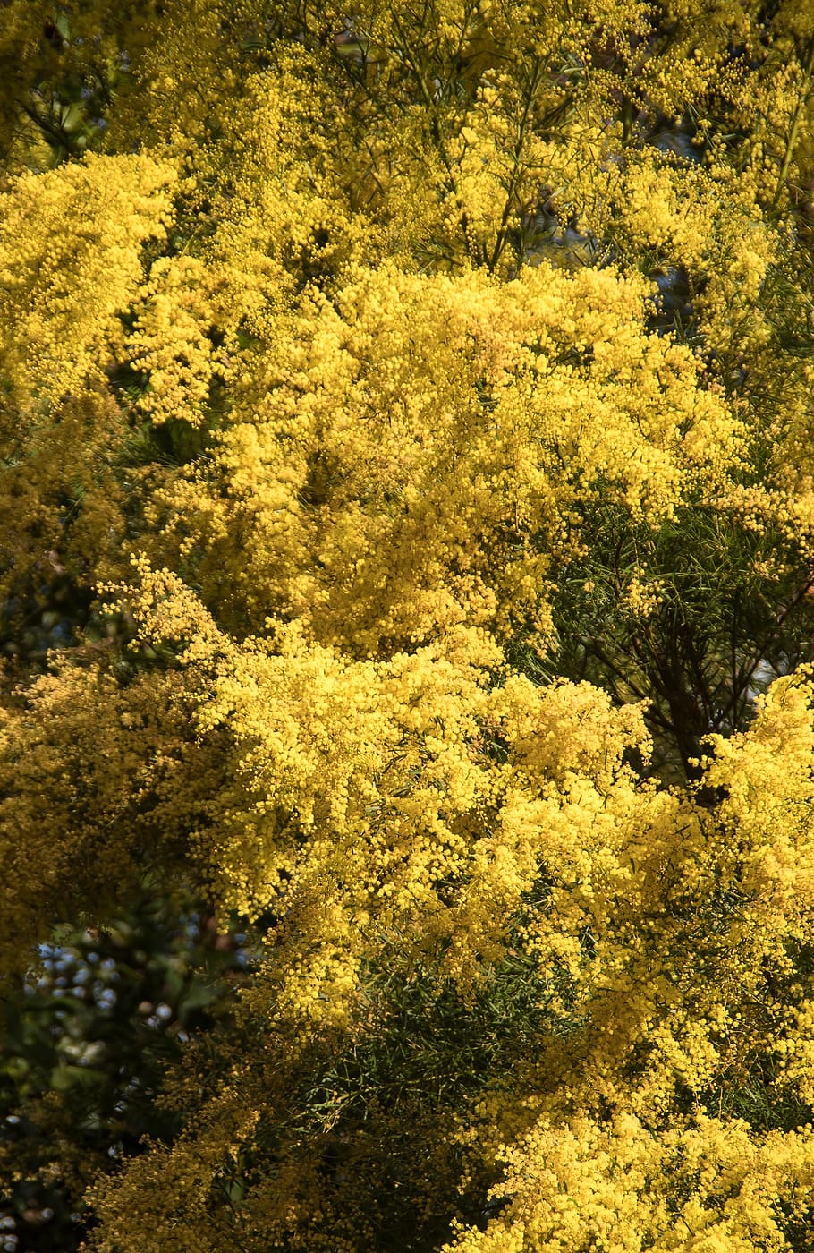 akasia, pial, bunga, kuning, halus, asli Australia, banyak, menanam, pohon, pertumbuhan