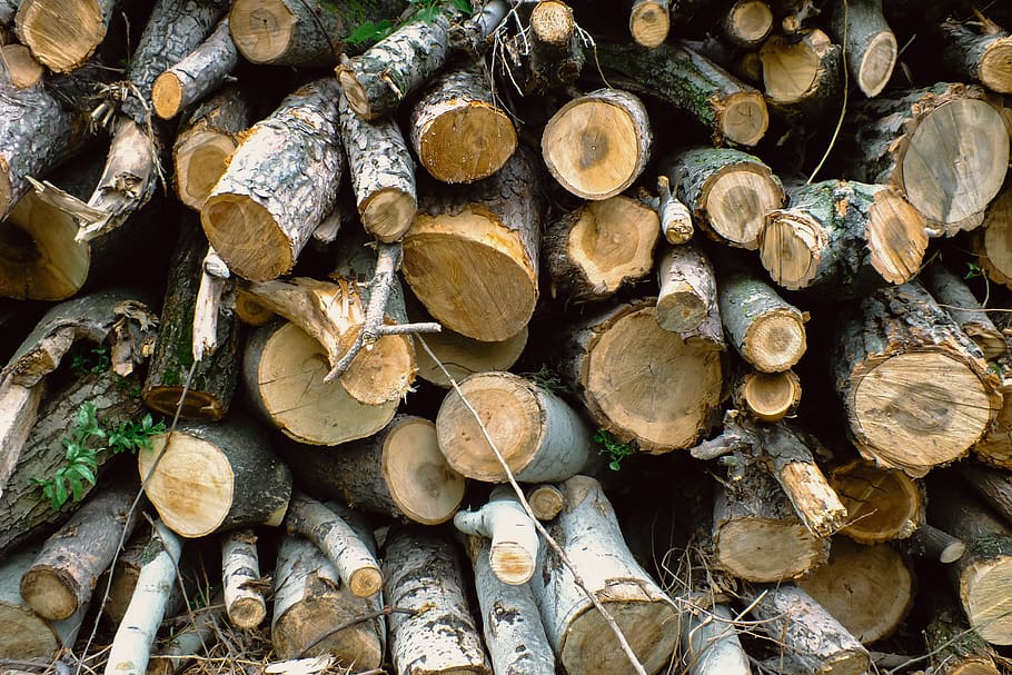 pile, trunk, bark, stumps, logs, cut, detail, felled, firewood, forestry