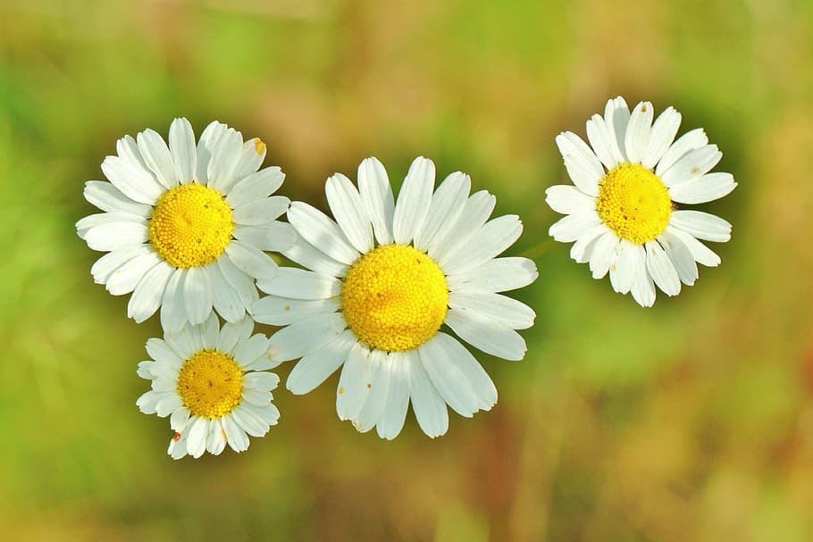 four white daisies, chamomile, medicinal herb, chamomile blossoms, medicinal herbs, herbal medicine, naturopathy, blossom, bloom, flower