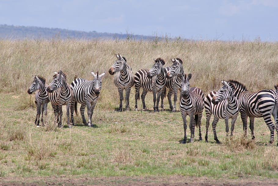 afrika, tanzania, taman nasional, safari, serengeti, zebra, kawanan, bergaris garis, hewan, kelompok hewan