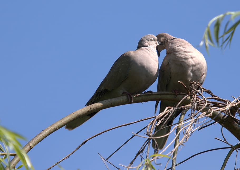 pigeon, pair, love, couple, romance, together, kiss, perching, bird, sky
