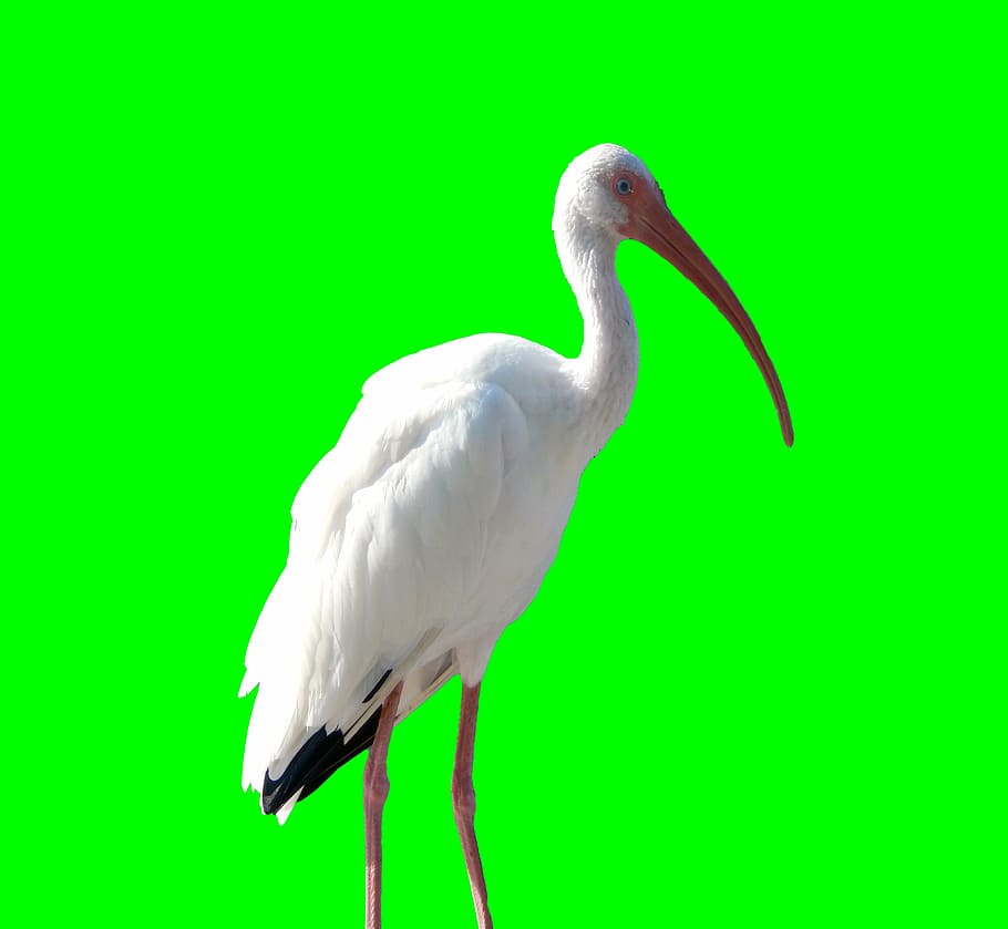crane, bird, animal, nature, wildlife, white, wild, wings, feathers, green screen