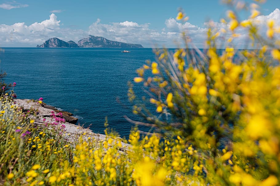 flores silvestres, flores, Italia, campania, flora, salvaje, Amalfi, costa, agua, belleza en la naturaleza
