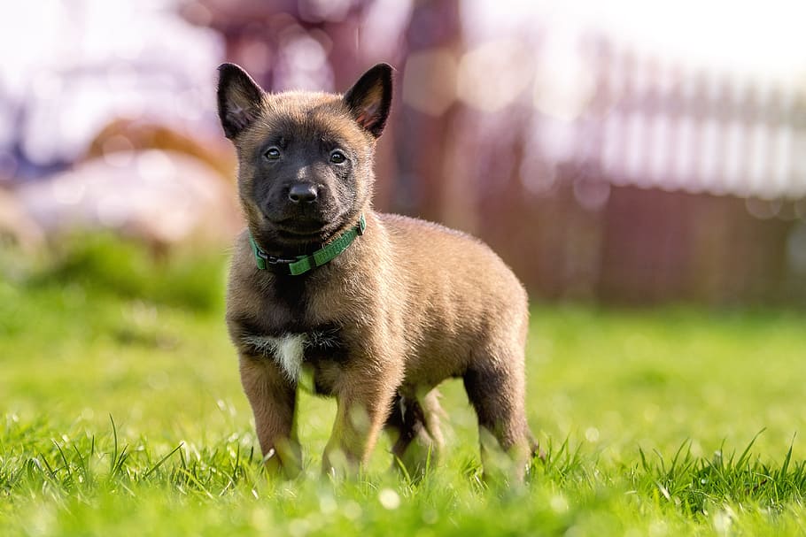茶色, ベルギーマリノア子犬, 立っている, 草の芝生, 子犬, 甘い, かわいい, 犬, 若い動物, 犬の子犬