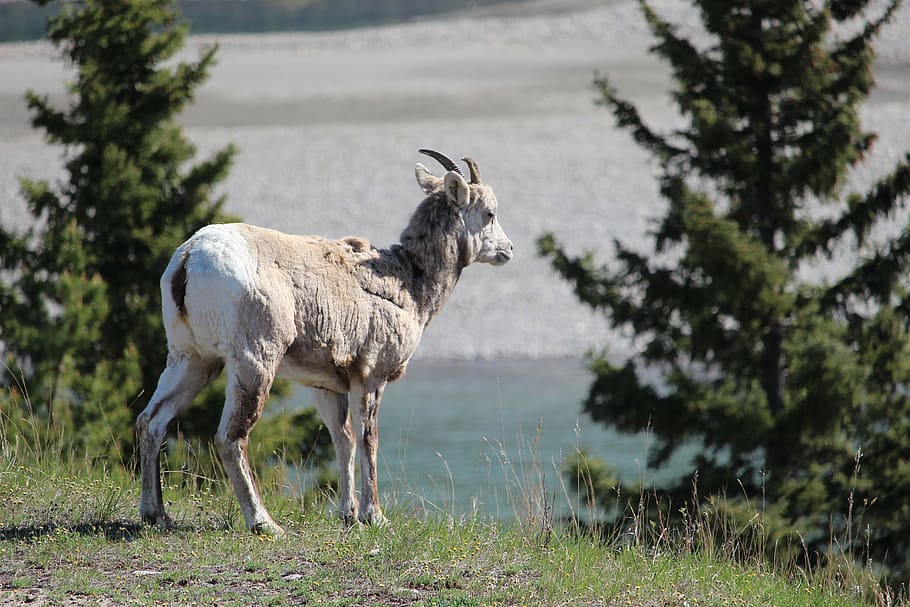 goat, mountain goat, canadian, mountain, rocky, animal, nature, wild, wildlife, outdoors
