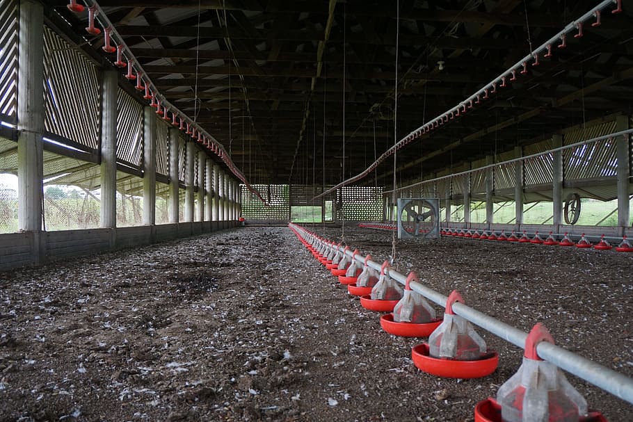 barn, feeders, farm, industry, chicken barn, manure, architecture, red, built structure, day