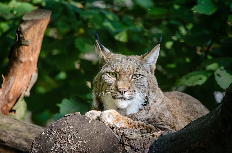 wild, cat, lying, tree branch, lynx, bobcat, wildlife, predator, nature, outdoors