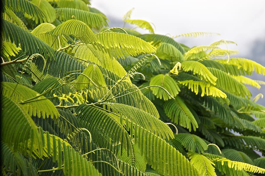 green, photosynthesis, leaves, tree, leaf, fine ramifications, fern plants, plant part, green color, plant