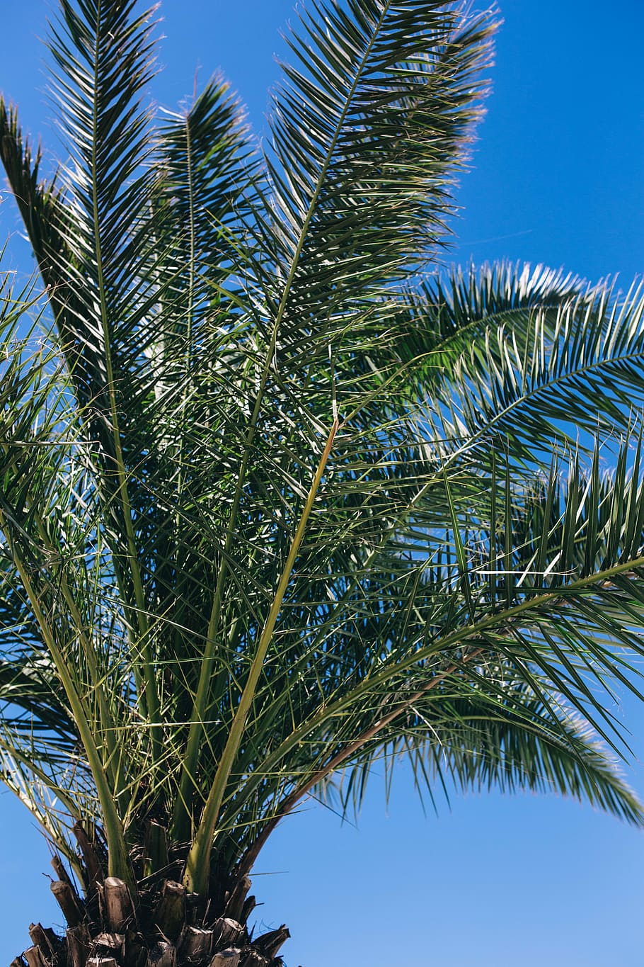 green palm tree, Green, summer, nature, sky, leaf, leaves, tree, outdoors, tropical