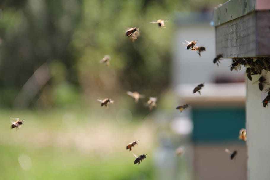 abejas, abejas melíferas, vuelo ins, miel, insecto, amarillo, naturaleza, zumbido, aguijón, picadura