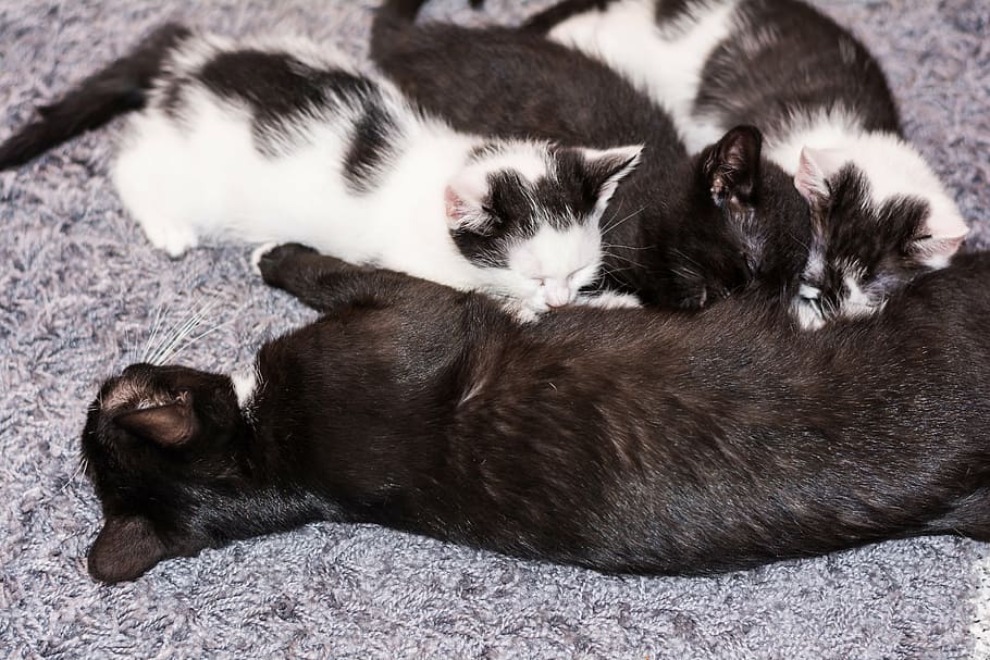 short-fur cat breastfeeding, three, kittens, baby cat, cat baby, kitten, young cat, cat, adidas, snuggle