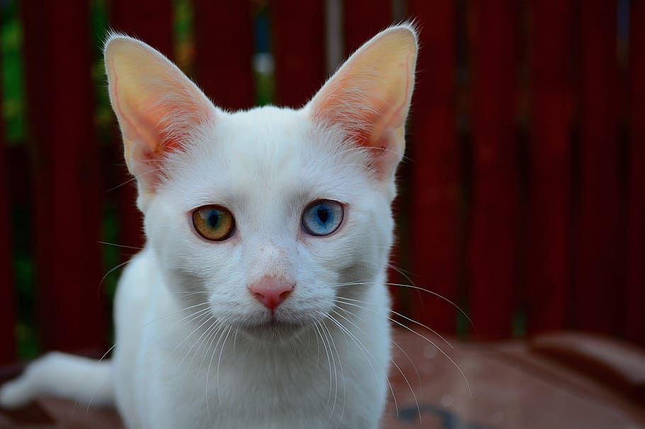 azul, verde, olhos, gato, gatinho, branco, peles, felino, mamífero, animal