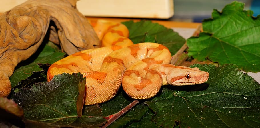 orange, brown, python, leaves, snake, boa constrictor imperator, young animal, boa, lurking, head