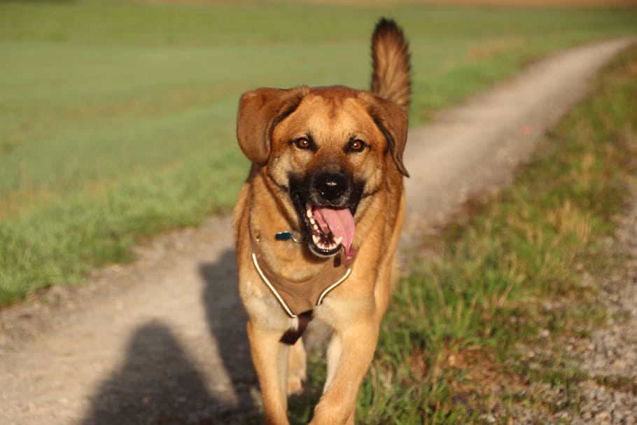 dog, happy, spout, joy, trots, trot, one animal, canine, domestic, domestic animals