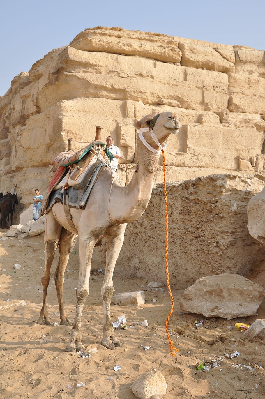 Camelo, Dromedário, Egito, Pirâmides, turista, templo, hieróglifos, nilo, faraó, templo egípcio