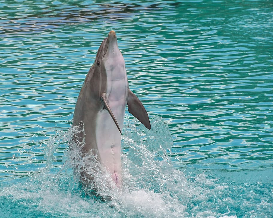 cinza, golfinho, levantamento, água, em pé, de volta, feliz, mamífero marinho, cetáceo, azul
