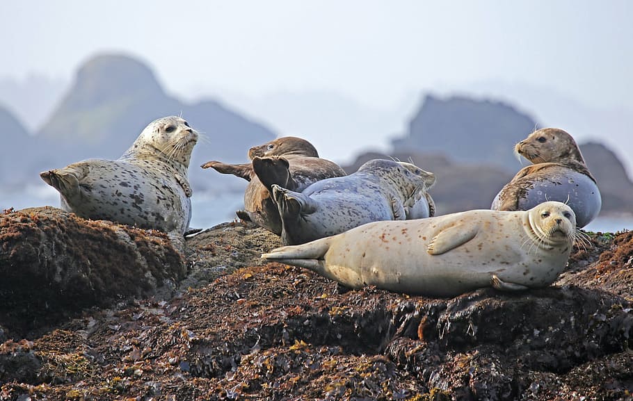 cinco, cinza, leões marinhos, marrom, fragmento de pedra, focas, descanso, rocha, oceano, animais selvagens