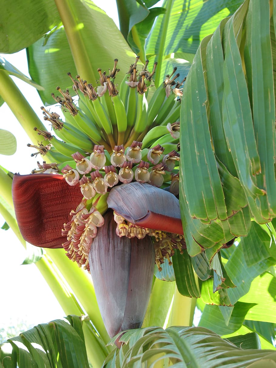 Planta, arbusto de plátano, verde, alimentos, plátano, hoja, plátanos, vegetales, agricultura, crecimiento